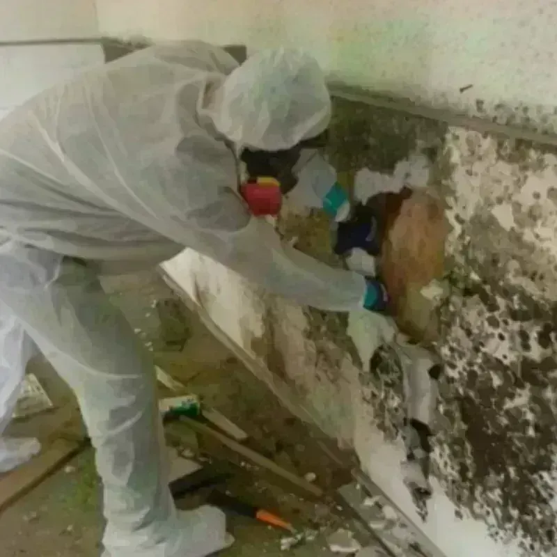 Mold Remediation and Removal in Cut and Shoot, TX